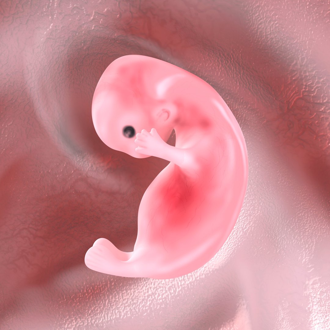 Human Embryo